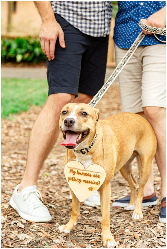 Dog wears sign to celebrate engaged couple at their engagement session in Central Florida. 