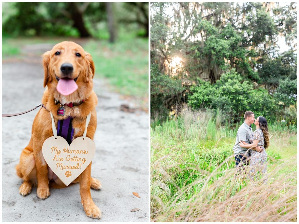 Left photo is a picture of a young golden retriever with a sign around neck and photo on right is a couple in high meadow grass kissing